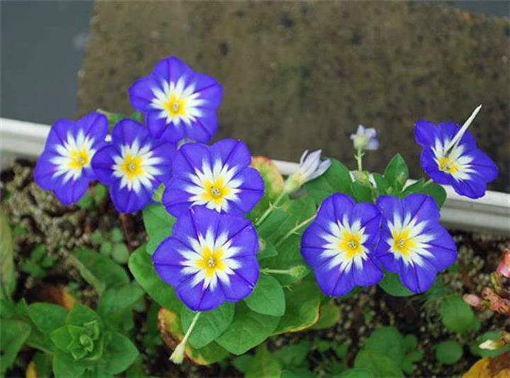 三色旋花種植技術(shù)