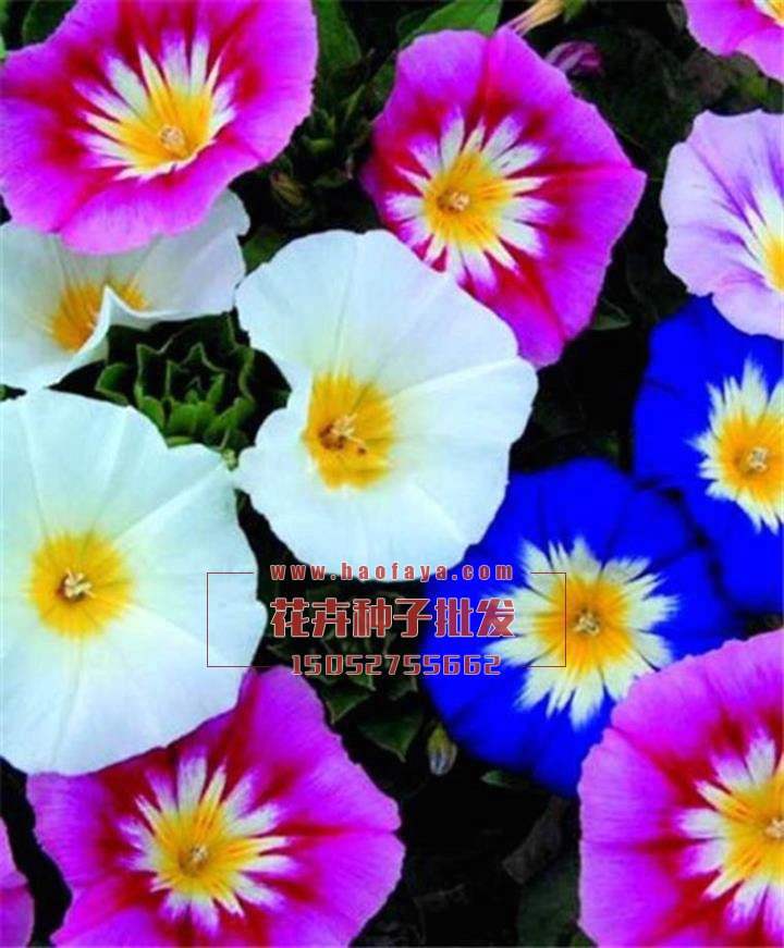 三色旋花種子批發(fā)