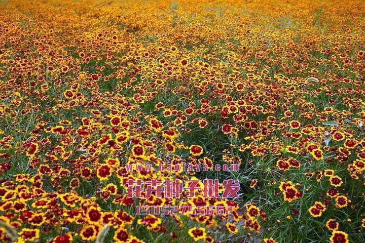 蛇目菊種植技術(shù)