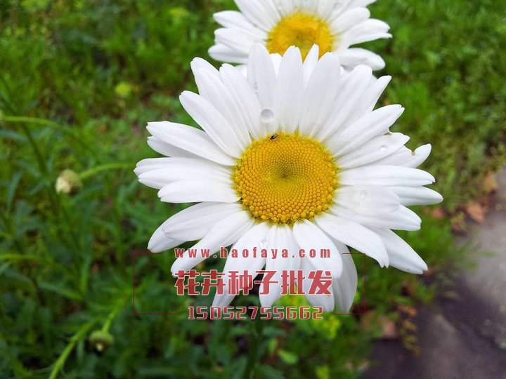 大濱菊
