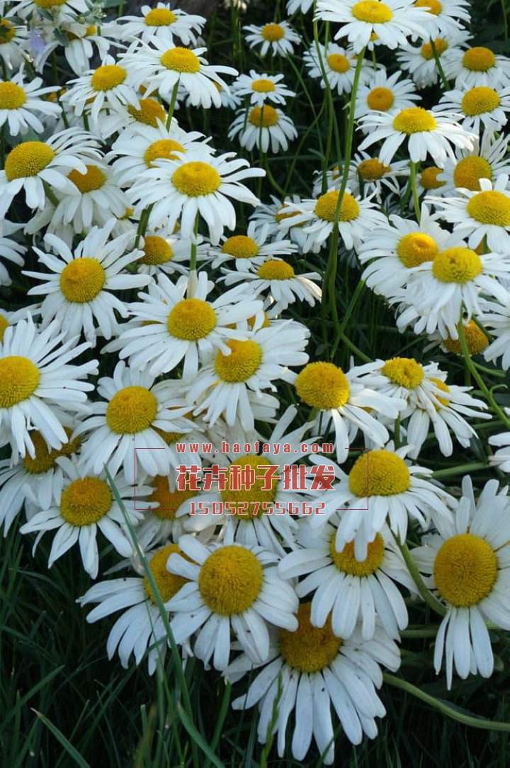 大濱菊種子銷售價(jià)格