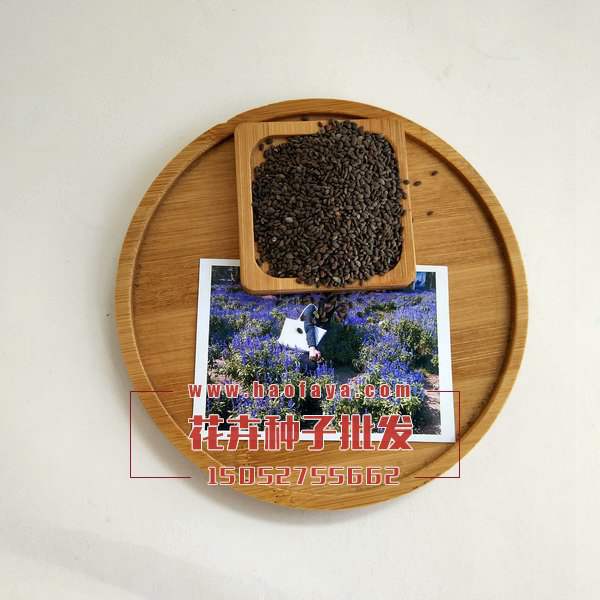 藍(lán)花鼠尾草種子