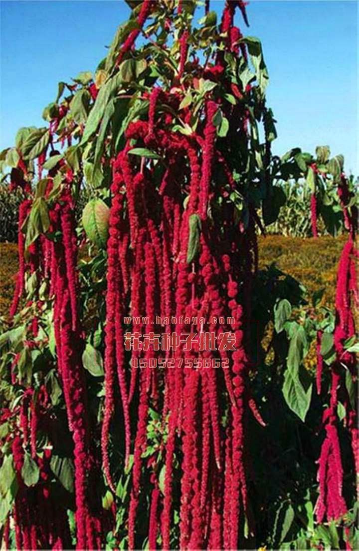 尾穗莧種子播種技術(shù)