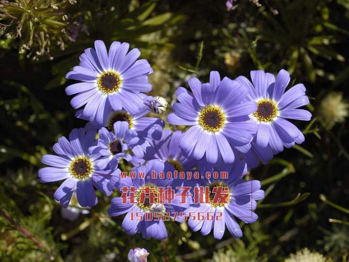 五色菊種子銷售價格