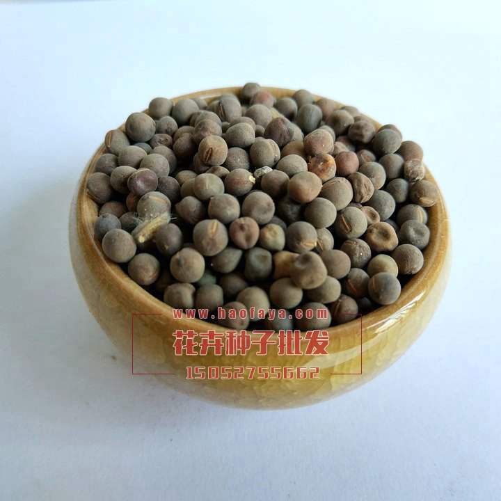 香豌豆種子