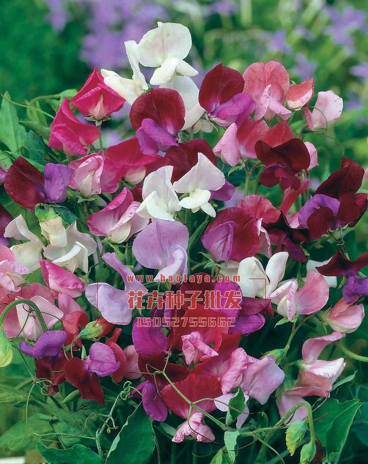 香豌豆種子銷售價(jià)格