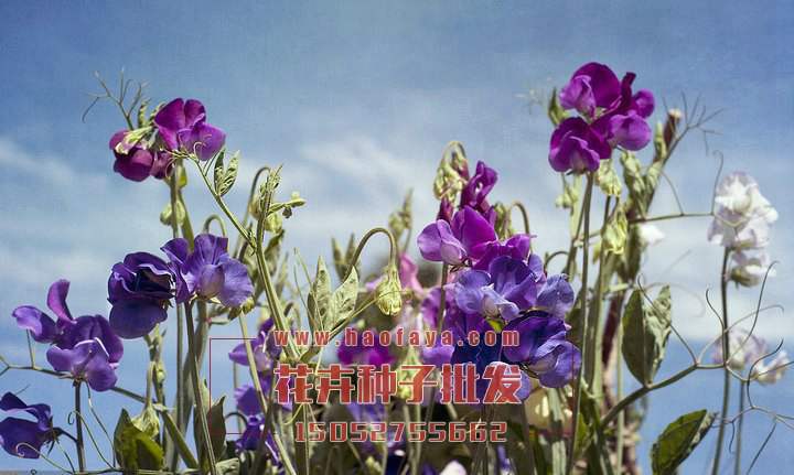 香豌豆種子批發(fā)