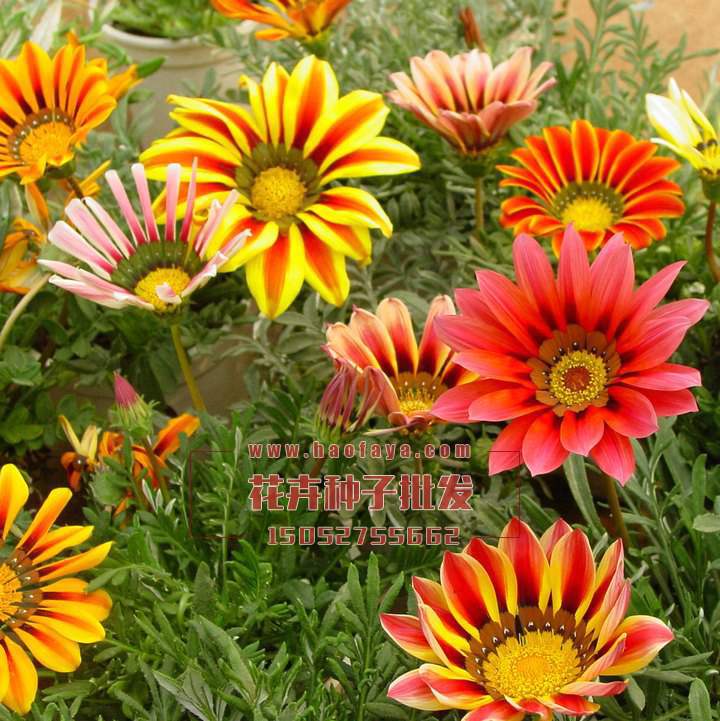 勛章菊種植技術(shù)