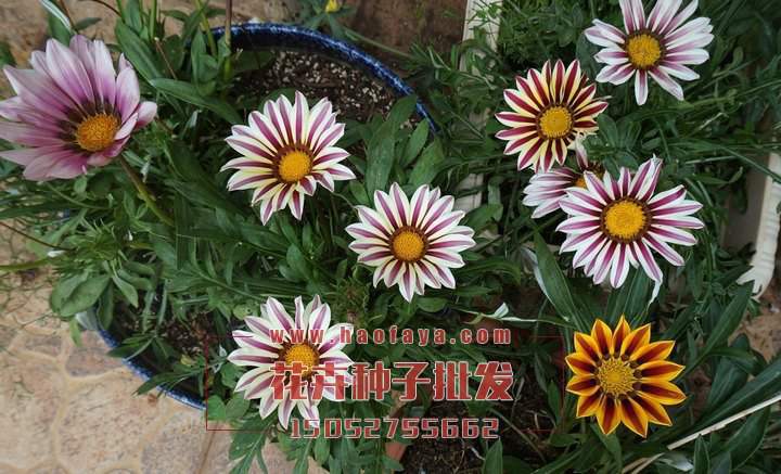 勛章菊種子批發(fā)