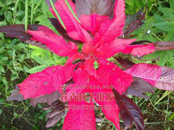 雁來紅種子批發(fā)