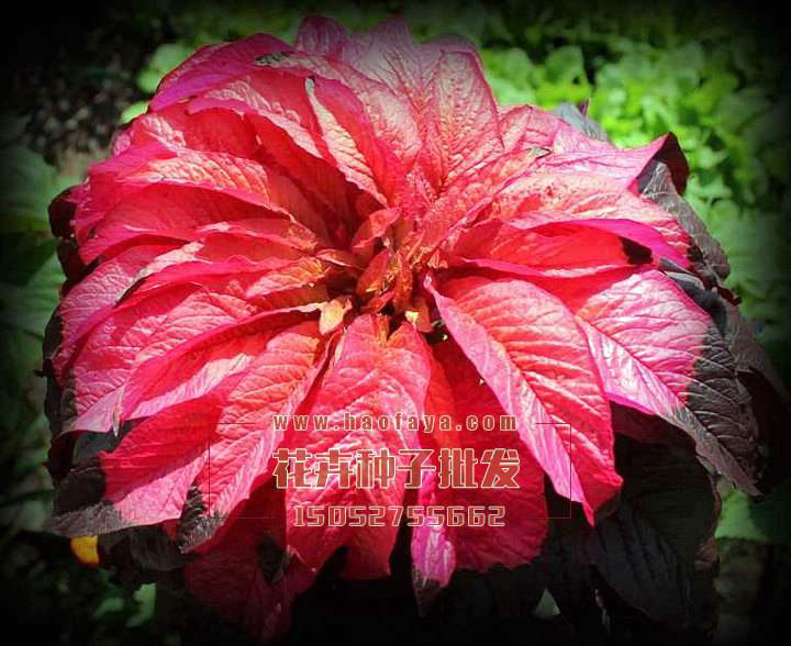 雁來紅種子銷售價格