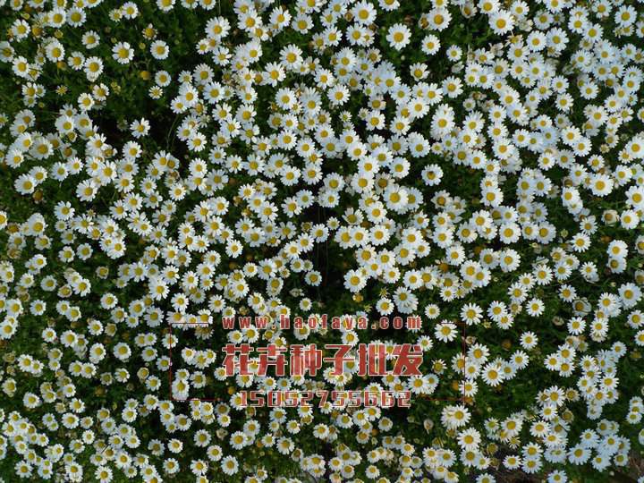 銀苞菊種植技術(shù)‘’