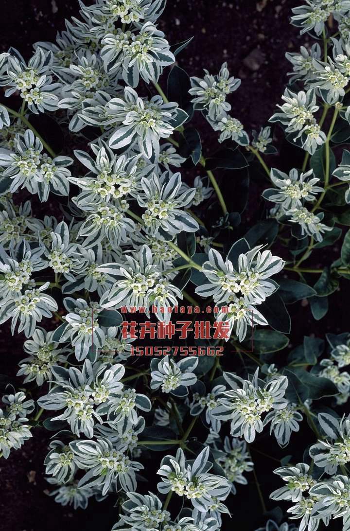 銀邊翠種子批發(fā)