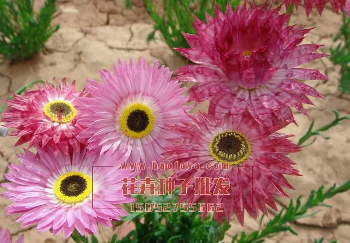 永生菊種子批發(fā)