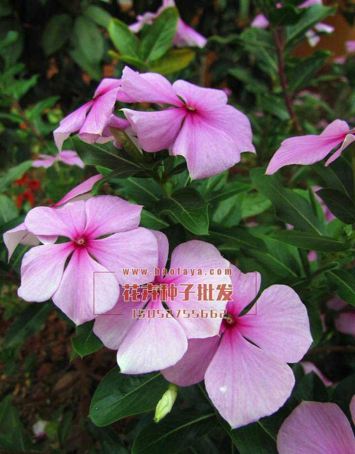 長春花種子批發(fā)