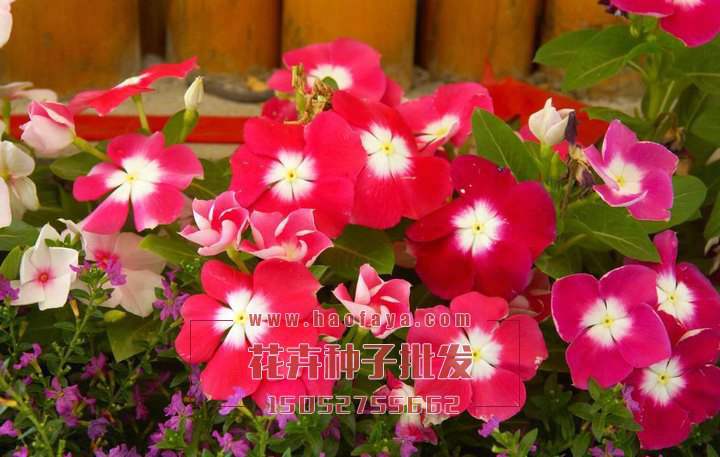 長春花種子播種效果展示