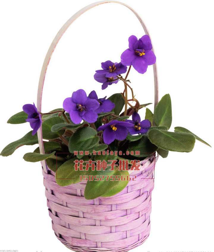 紫羅蘭種植栽培技術(shù)