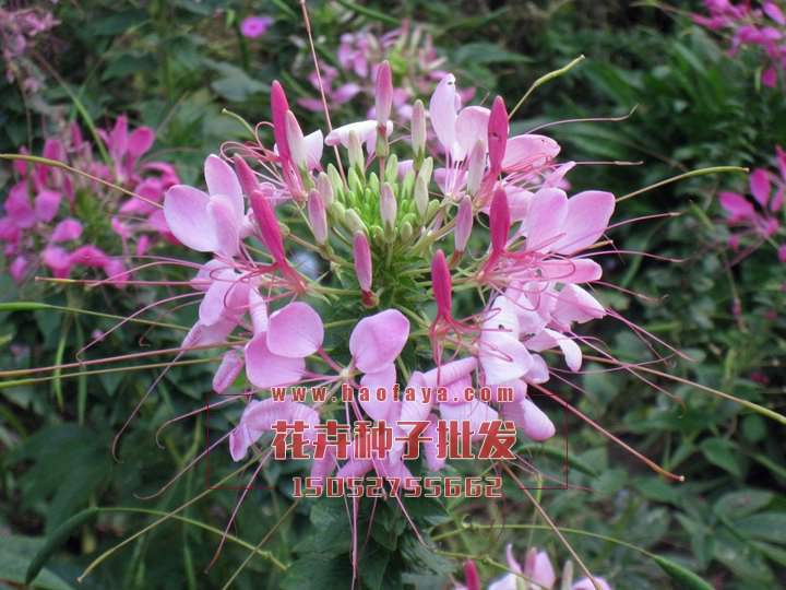 醉蝶花種子銷售價(jià)格