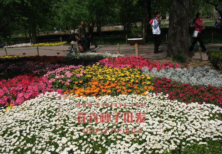 白晶菊種子供應(yīng)公司