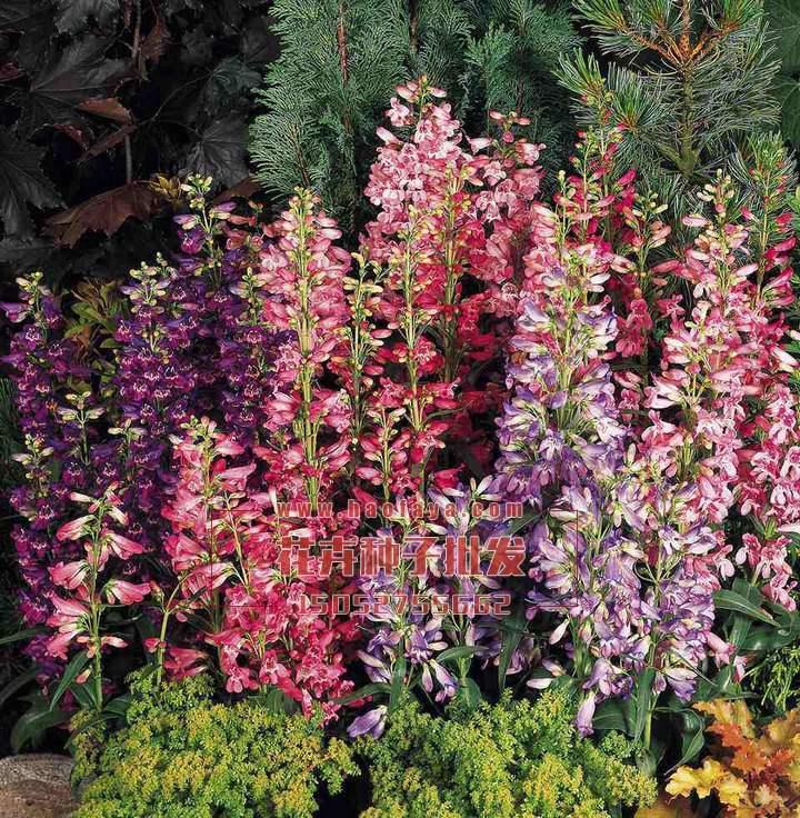 釣鐘柳種植技術(shù)