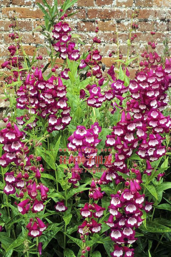 釣鐘柳種子批發(fā)