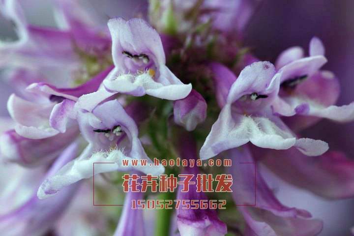 釣鐘柳栽培技術(shù)