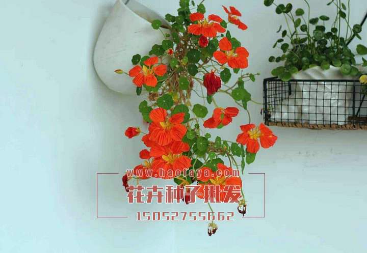 旱金蓮種子批發(fā)