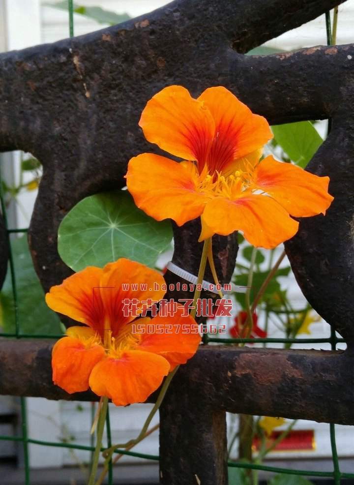 旱金蓮種子播種效果展示