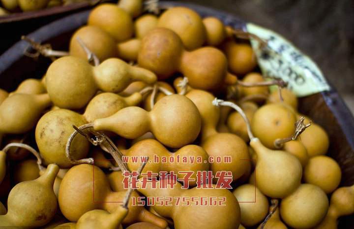 葫蘆種子銷售價(jià)格