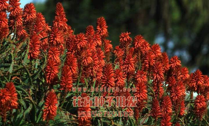 火炬花種植技術(shù)