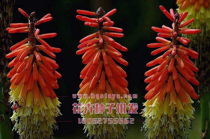 火炬花種子銷售價(jià)格