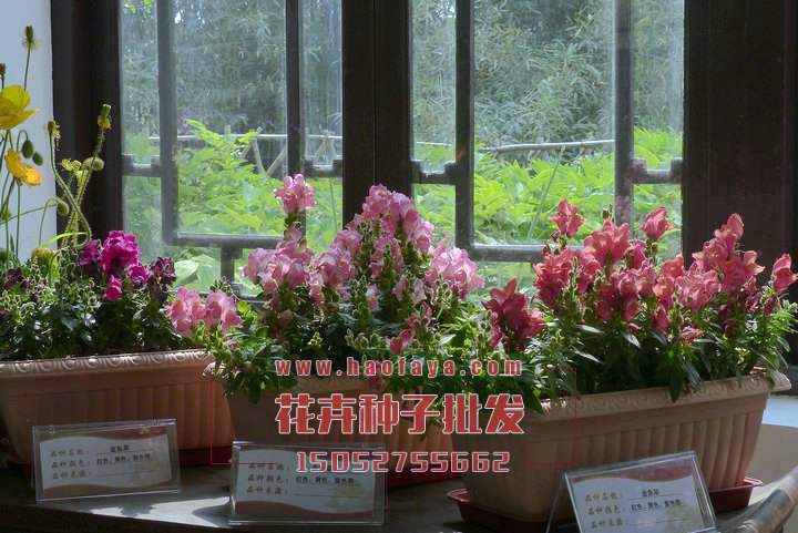 金魚草觀賞價值非常的高