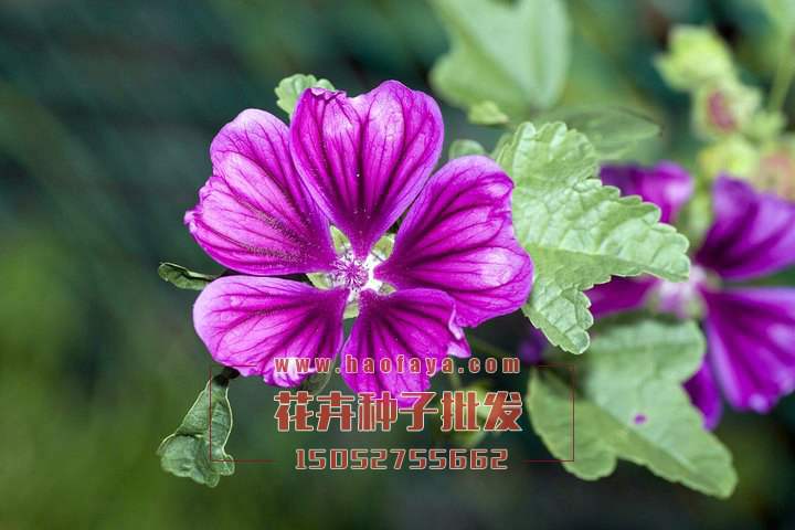 金葵花種植技術(shù)