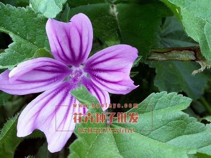 錦葵花種子批發(fā)