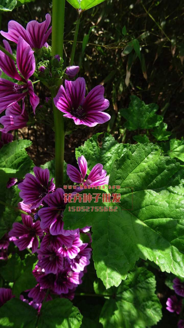 金葵花種子銷(xiāo)售價(jià)格