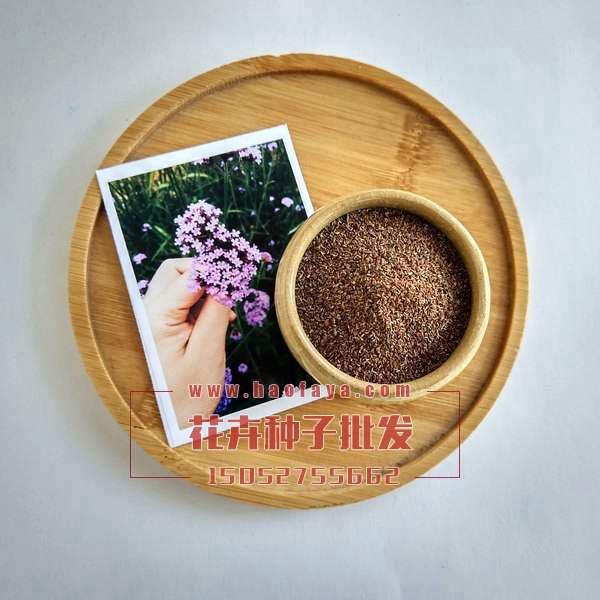 柳葉馬鞭草種子