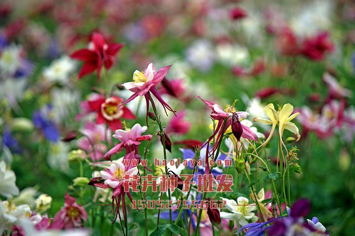 耬斗菜種子播種效果展示