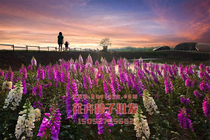 魯冰花種植技術(shù)