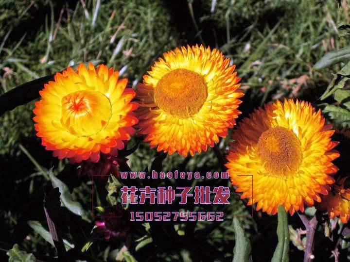 麥稈菊種子銷售價格