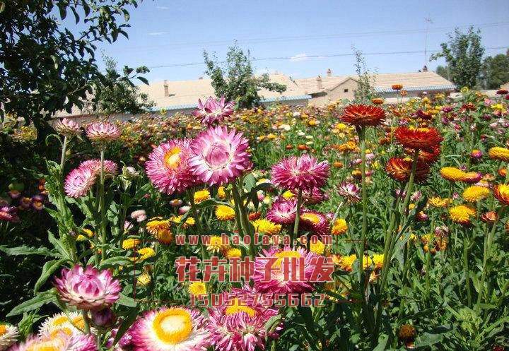 麥稈菊種子批發(fā)