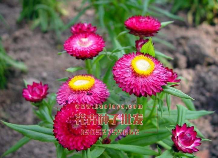 麥稈菊種子播種效果展示