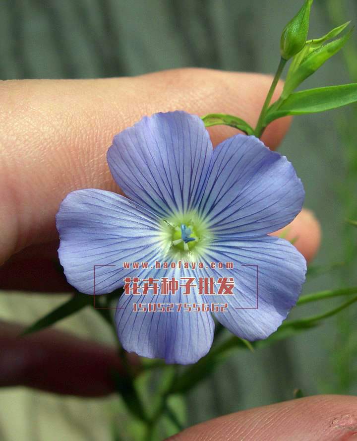 藍(lán)花亞麻種子銷售價格