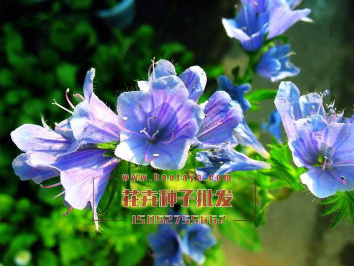 藍(lán)薊種子銷售價(jià)格