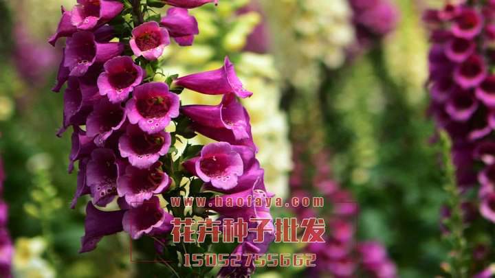 毛地黃功效及作用