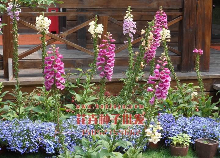 毛地黃種植技術(shù)