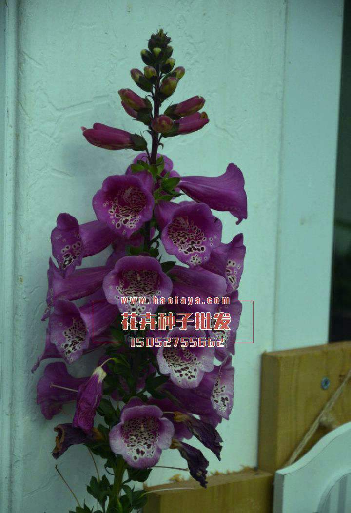 毛地黃觀賞價(jià)值很高