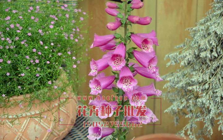 毛地黃種子銷(xiāo)售價(jià)格