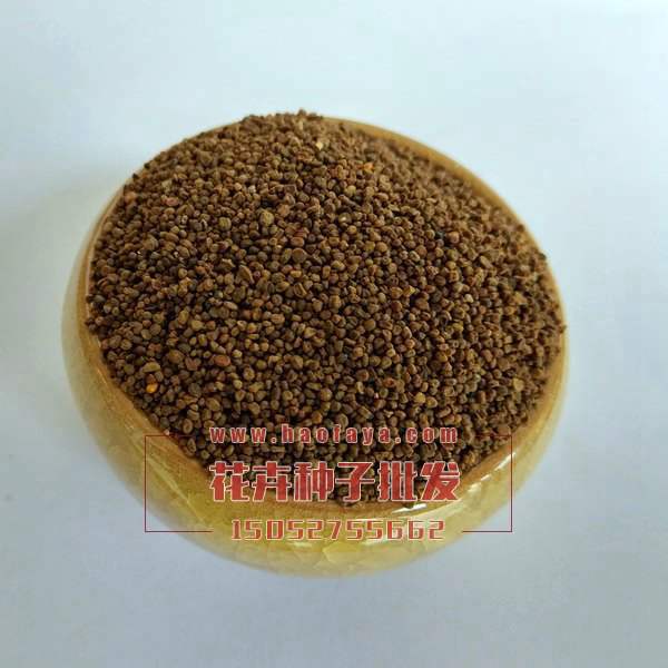 歐洲報(bào)春花種子