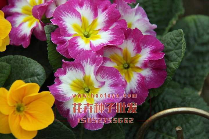 歐洲報(bào)春花