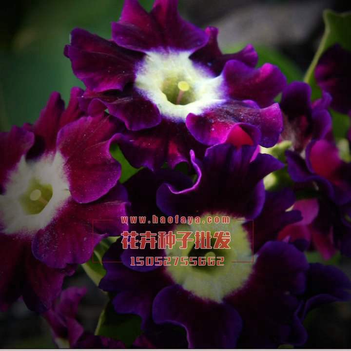 歐洲報(bào)春花種子批發(fā)